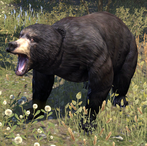 File:Black Bear.png