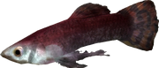 Cyrodillic spadetail