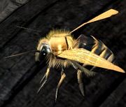 Bee.jpg