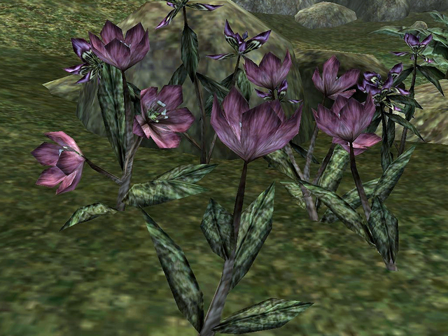File:Willow Flower.png