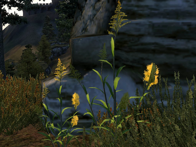 File:Goldenrod White Seed Pod.png