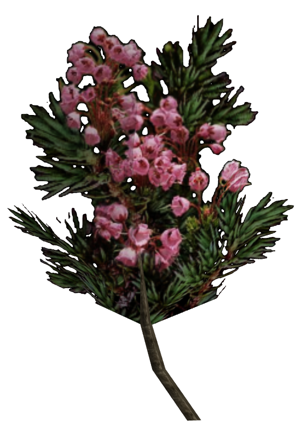 File:Heather.png