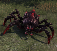 Assassin Beetle