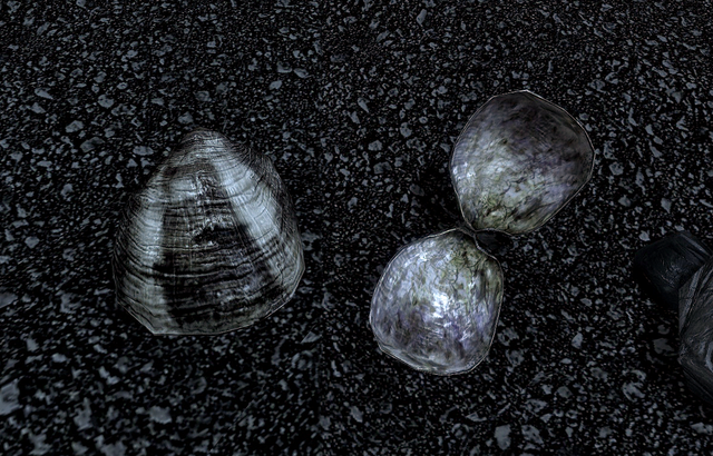 File:Clam (Skyrim).png