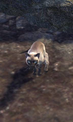 File:Star the cat.png