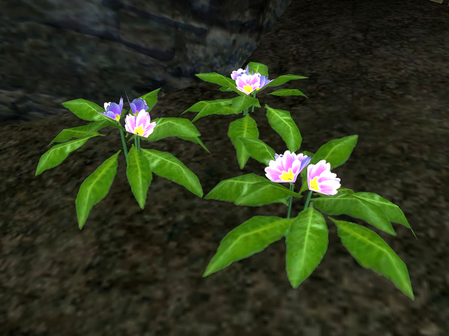 File:Primrose.png
