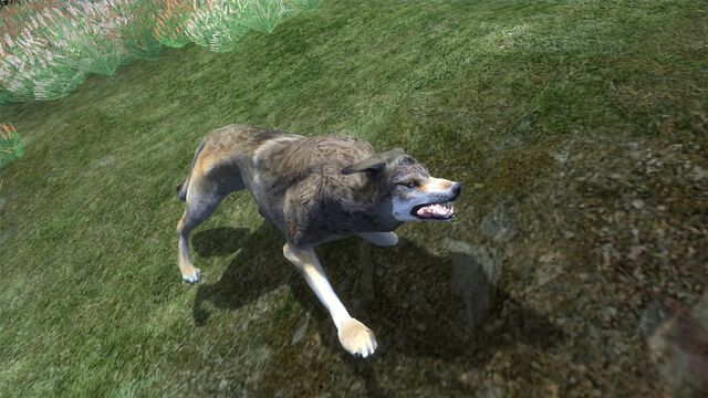 File:A Wolf.jpg