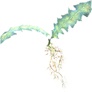 Nirnroot.png