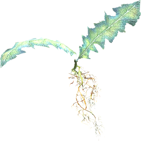 File:Nirnroot.png