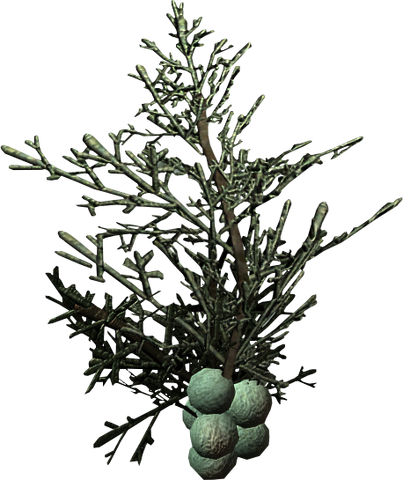 File:Juniper berries.png
