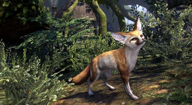 File:Fennec Fox.jpg