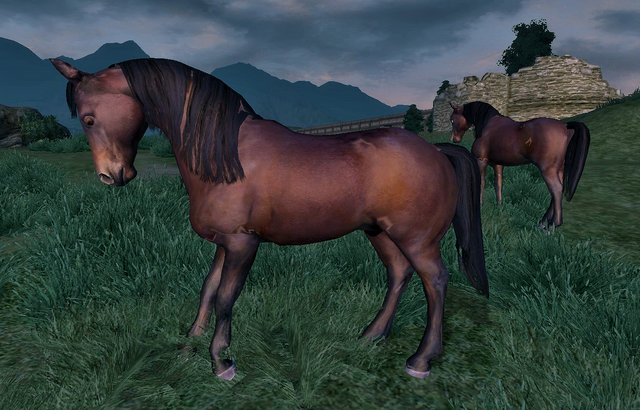 File:Wild Bay Horse.png