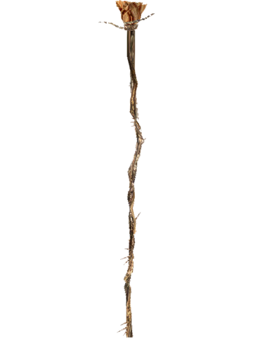 File:O Sanguine Rose.png