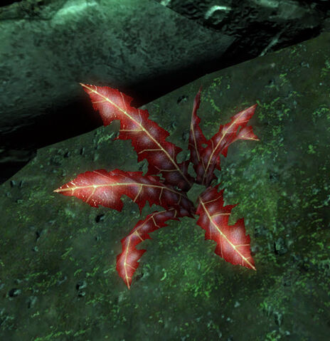 File:Crimsonnirnroot.jpg