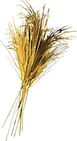 File:Wheat.png