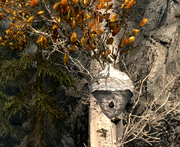 Beehive in Skyrim