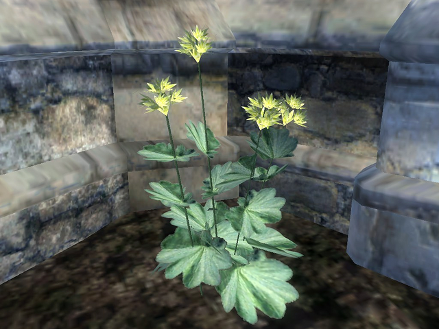 File:Lady's Mantle Leaves.png