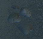 Clam