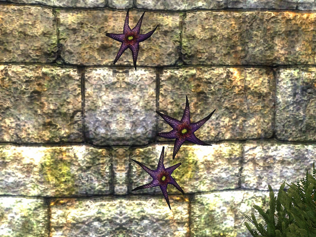 File:Aster Bloom.png