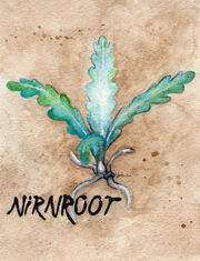 Nirnroot