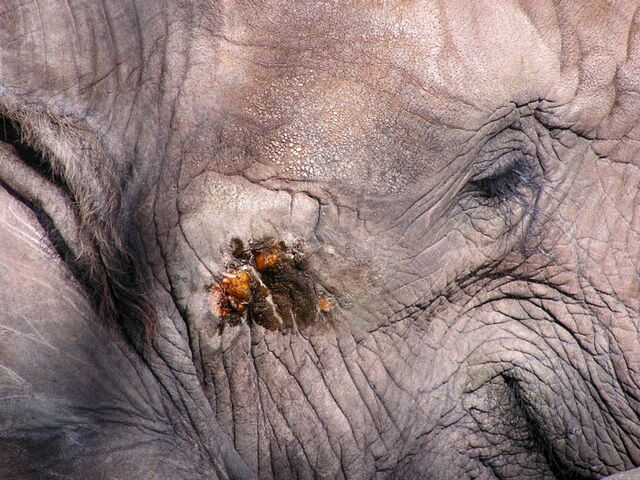 Datei:Musth.jpg