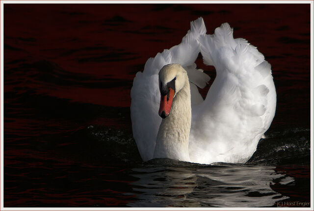 Datei:Schwan.jpg