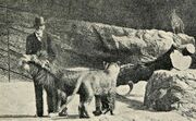 CarlHagenbeck1.jpg