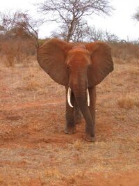 Tsavo-Ost.jpg