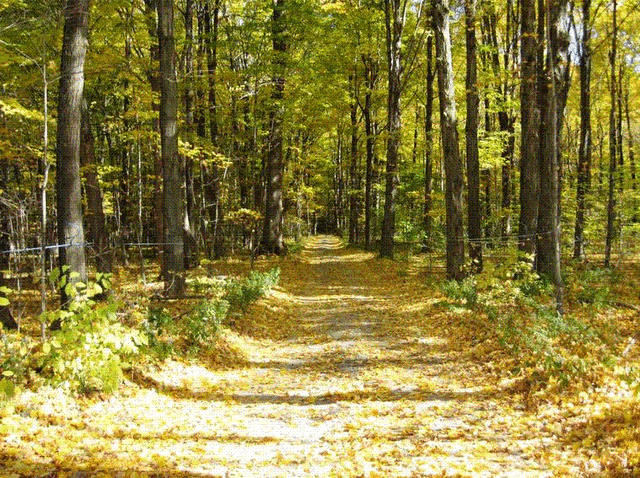File:Road.gif