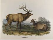 Elk