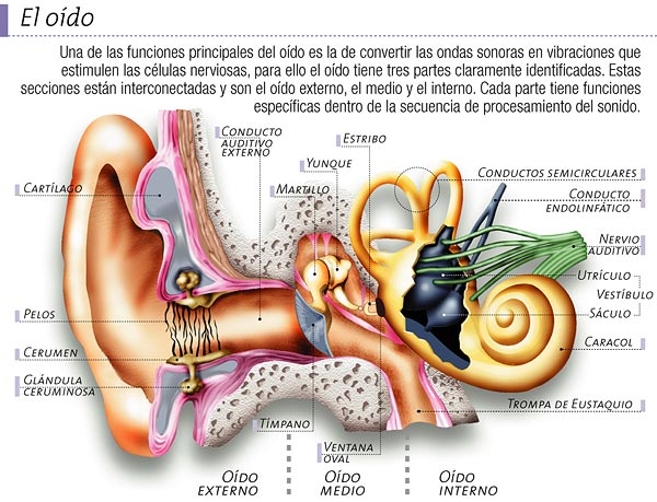 Imagen oído.jpg