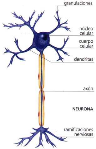 Archivo:2neurona.jpg