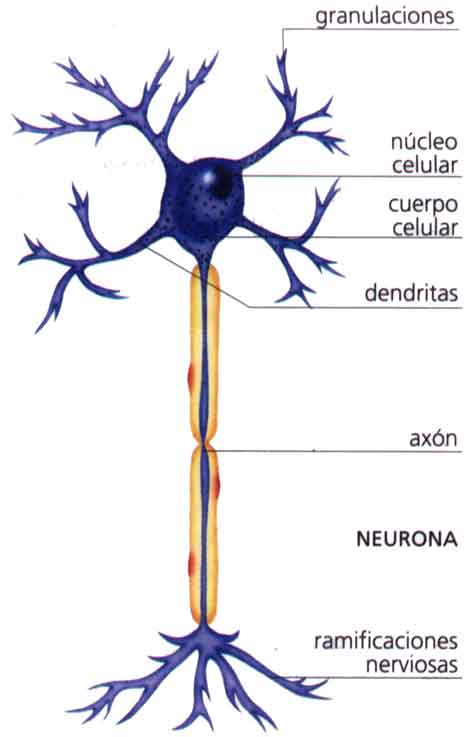 2neurona.jpg