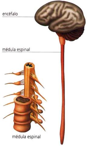 Archivo:6medula-espinal.jpg
