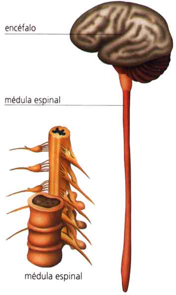 6medula-espinal.jpg