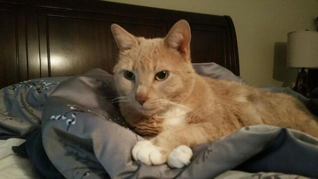 File:Teddy the Cat.jpg