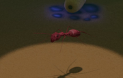 Gene-stealer ant