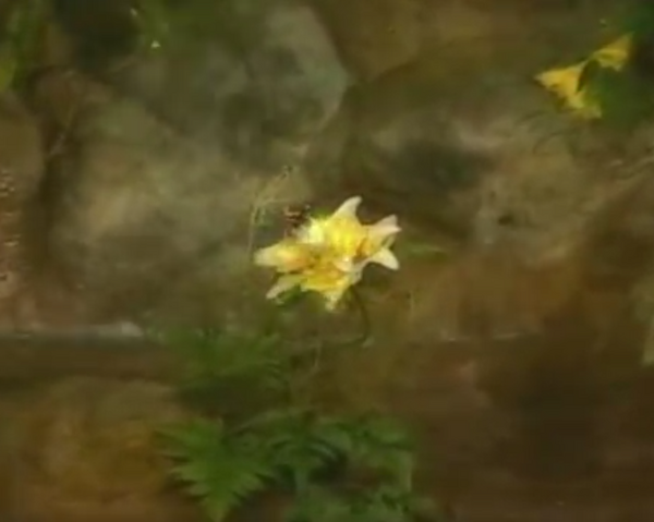 File:AlenaFlower.png