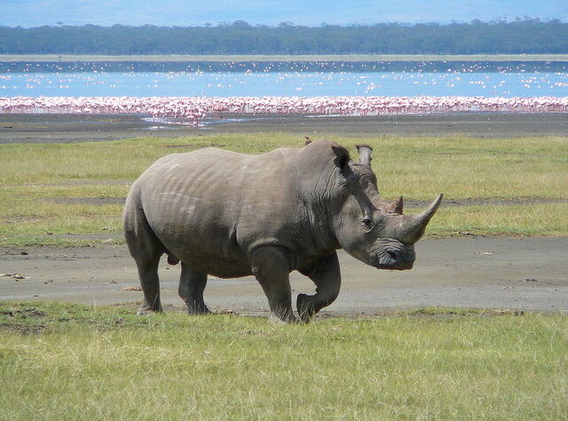 Archivo:800px-White Rhino in Lake Nakuru 3.jpeg