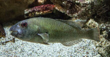 Male European Parrotfish