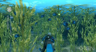 Blue tang 1