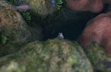 Red-Spotted Blenny