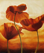 Kahn-andrea-poppies-in-sunlight-ii