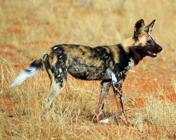 File:11 Blotched Dog.jpg