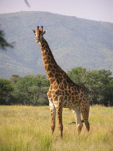 File:3 Giraffe.jpg