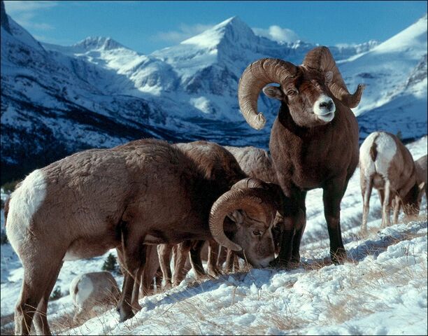 File:3 Ovis Sheep.jpg