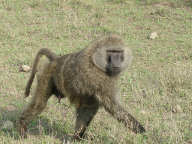 File:20 Baboon.jpg