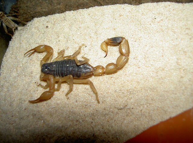 File:Mesobuthus martensii adult.jpg