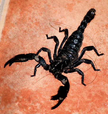File:Heterometrus spinifer.jpg