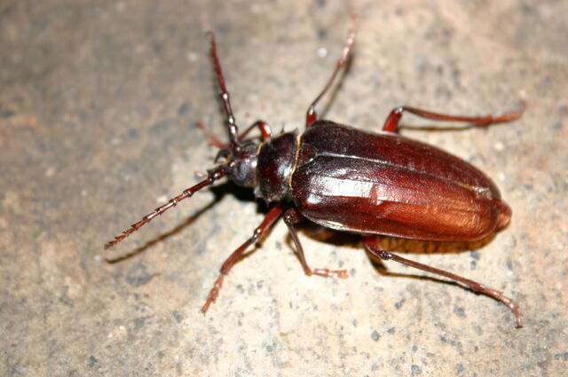 File:Prionus californicus.jpg